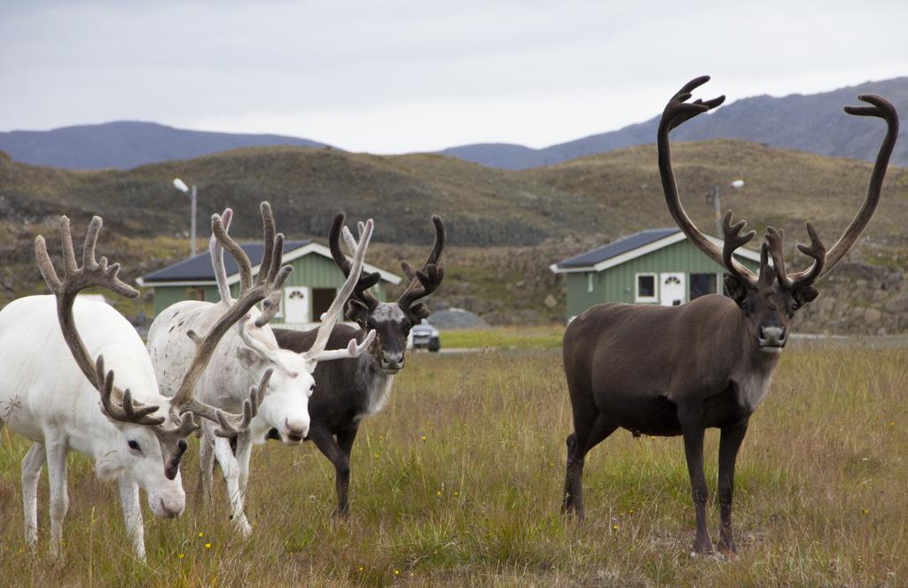 Nordkapp Camping Гоннінґсвоґ Номер фото
